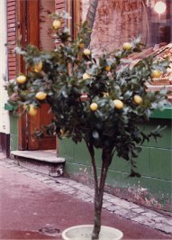 Dans orange tree (note the lemons)